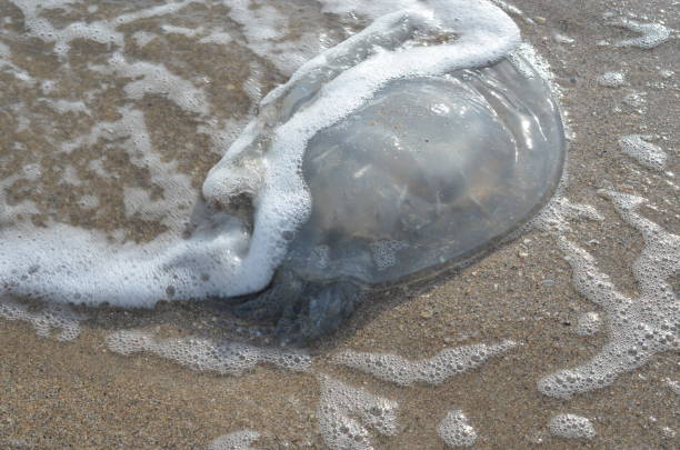 istock Jellyfish on the sea coast. 863282600