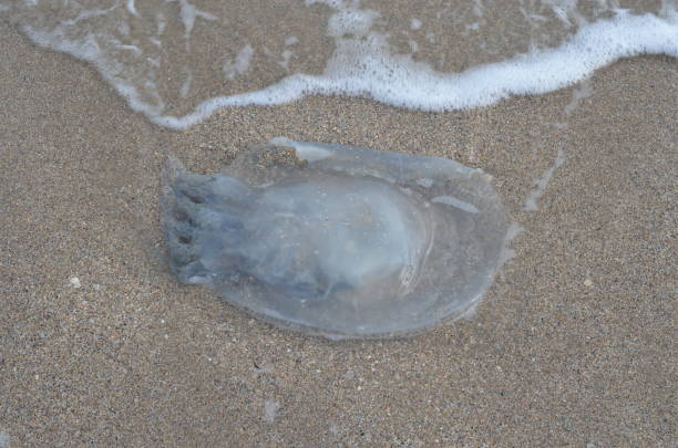 istock Jellyfish on the sea coast. 863282608