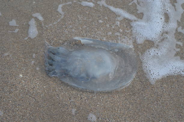 istock Jellyfish on the sea coast. 863282616