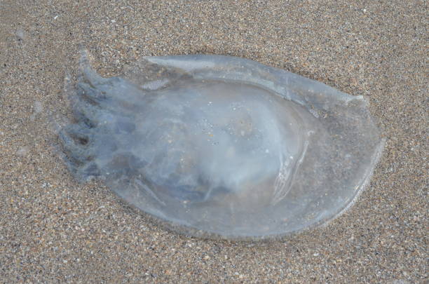 istock Jellyfish on the sea coast. 863283944