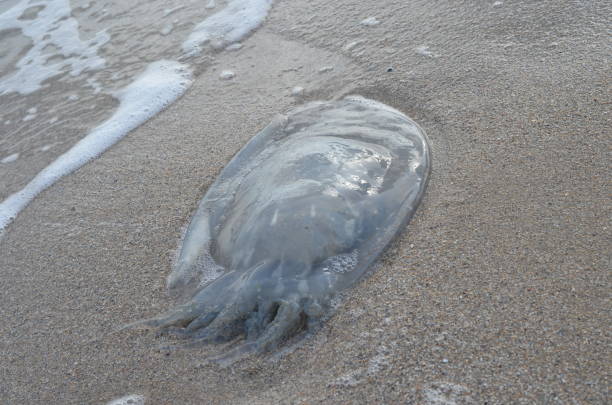 istock Jellyfish on the sea coast. 863284646