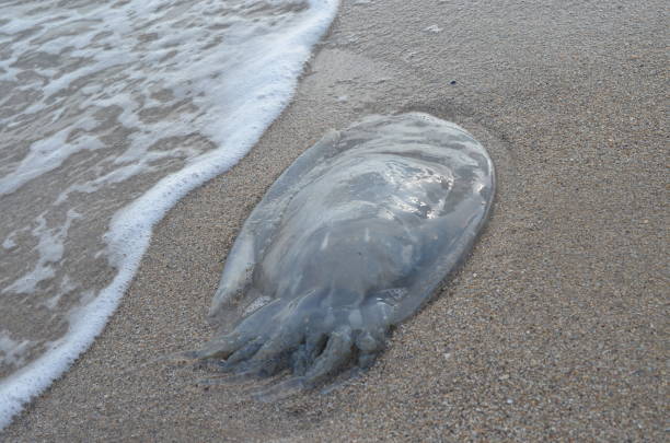 istock Jellyfish on the sea coast. 863284656