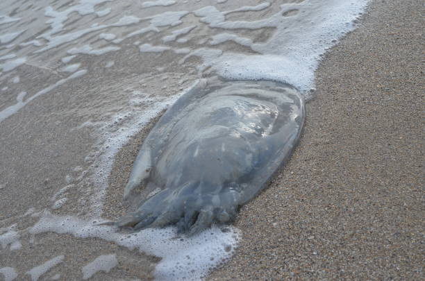 istock Jellyfish on the sea coast. 863284658