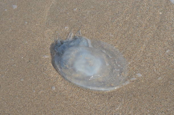 istock Jellyfish on the sea coast. 863284666