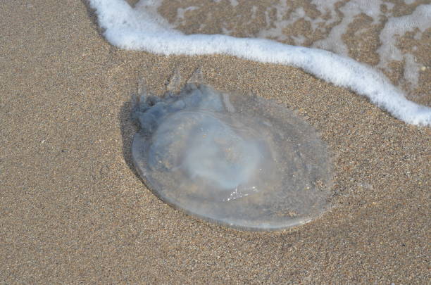 istock Jellyfish on the sea coast. 863284678