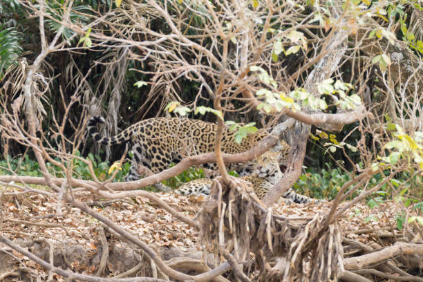 istock Jaguar from Pantanal, Brazil 863287328