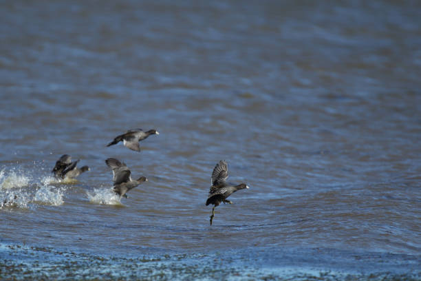 17 October 2017:   American Coot, Fulica americana - in the water and air skipping the waves on a very windy day at Emiquon Nature Preserve