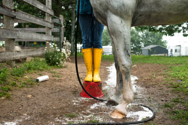 amarelo botas - menina grooming do cavalo - prop wash - fotografias e filmes do acervo