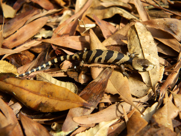 istock Pink Tongue Skink 863297856