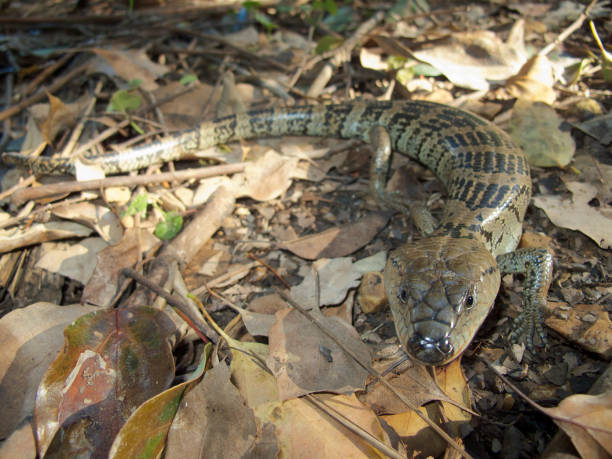 istock Pink Tongue Skink 863303728