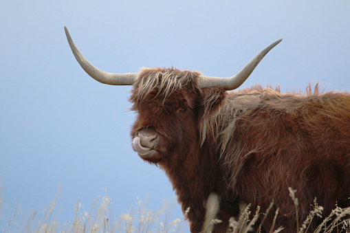Photo of long-horned Highland Cattle in a field.