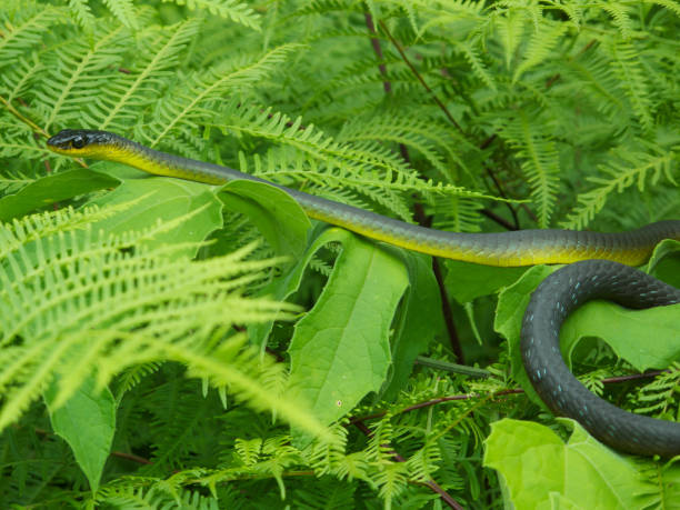 serpent arboricole vert - opheodrys aestivus photos et images de collection