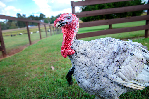 Turkey running on a farm