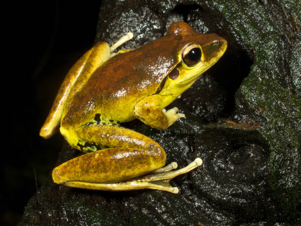 istock Stoney Creek Frog Litoria wilcoxii 863309780