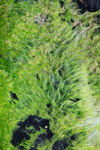 istock Plant growing in driftwood 863312464