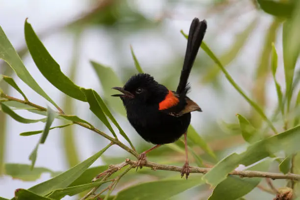 Male Red-backed Fairy-wren singing