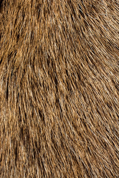 istock Decorative animal  fur as a background 863315330