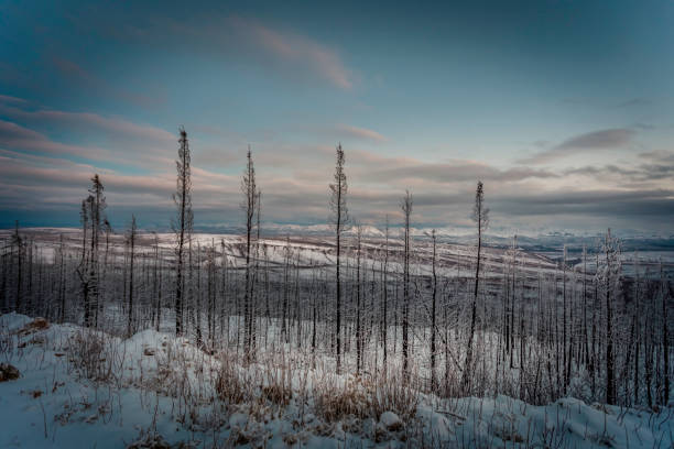 trucking on the dempster highway, nwt - inuvik imagens e fotografias de stock