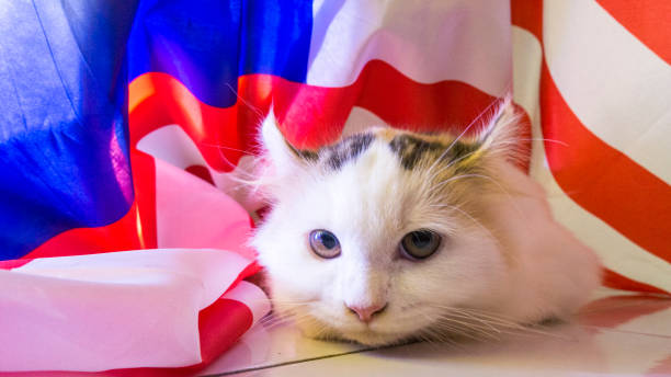 istock american curl cat at colorful background 863321034