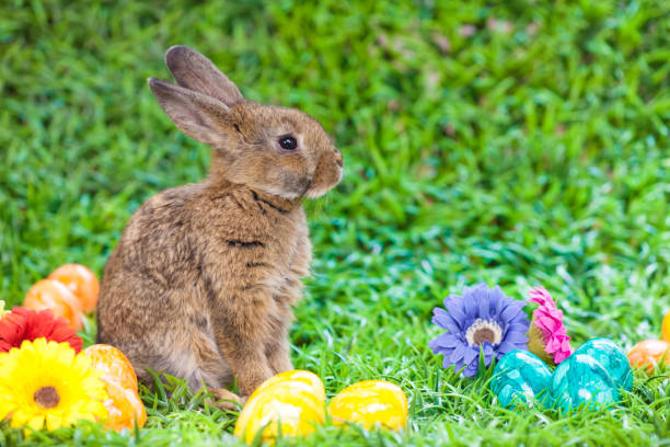 Easter stock photo