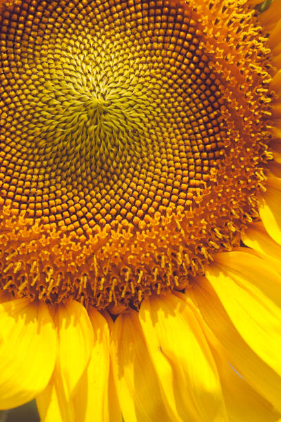 istock head of sunflower 863329398