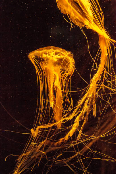 istock Japanese sea nettle jellyfish Chrysaora pacifica 863331704