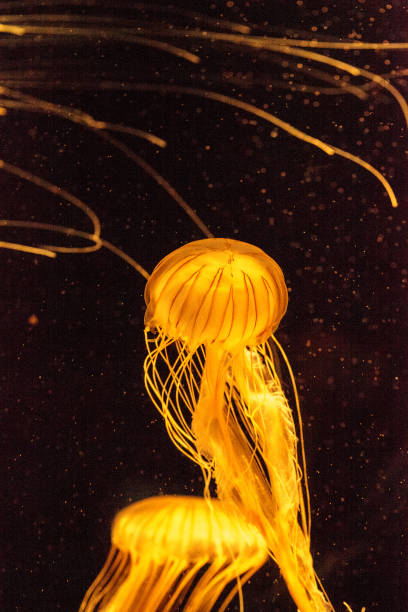 istock Japanese sea nettle jellyfish Chrysaora pacifica 863331788