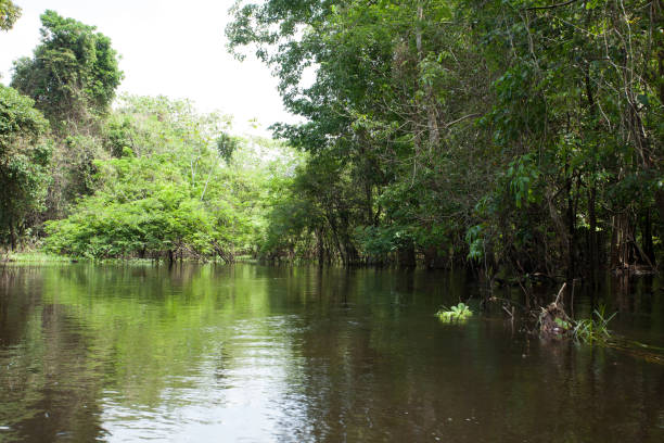 istock Panorama from Amazon rainforest, Brazilian wetland region. 863334728