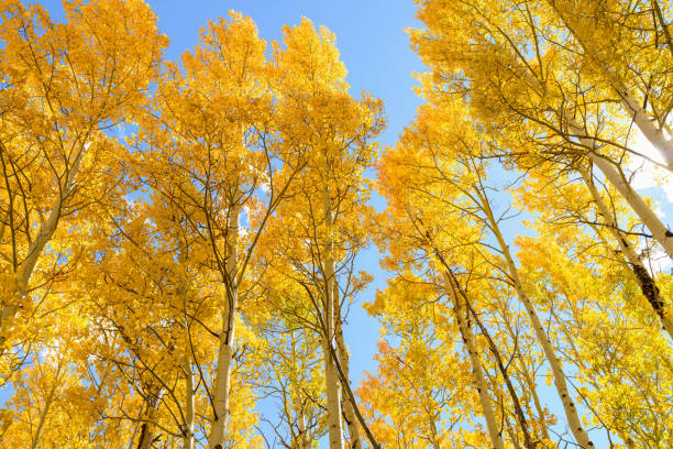 Tall golden autumn aspen trees against bright blue sky. Golden Aspen steamboat springs stock pictures, royalty-free photos & images