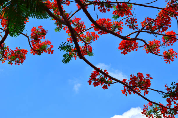 istock Beautiful peacock flowers with blue sky background,Thailand 863337162