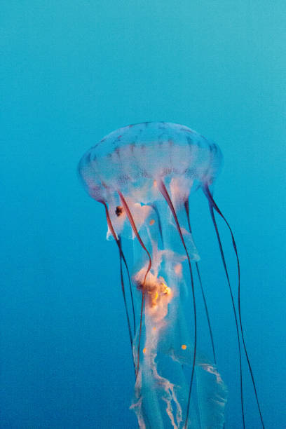 istock Purple striped jellyfish, Chrysaora colorata 863339582