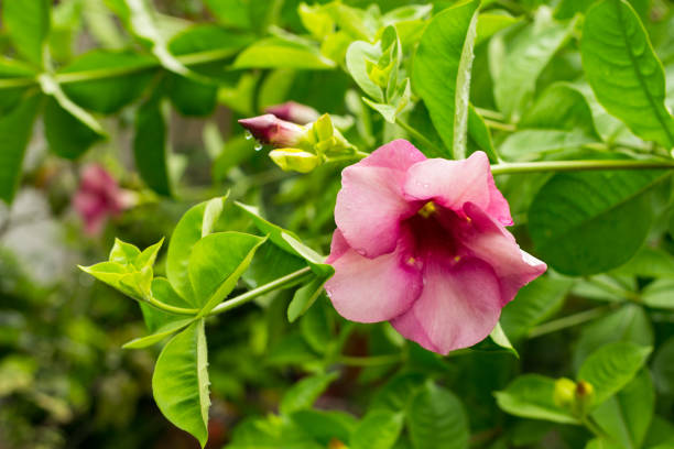 istock Purple Bignonia flower 863339752