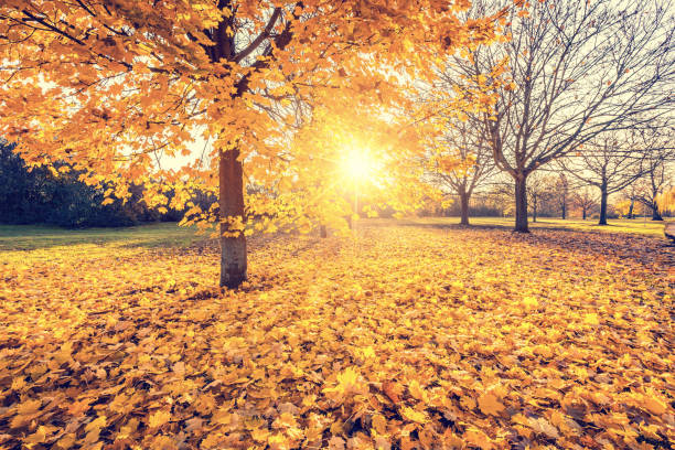 istock Sunny autumn maples in the park 863342072