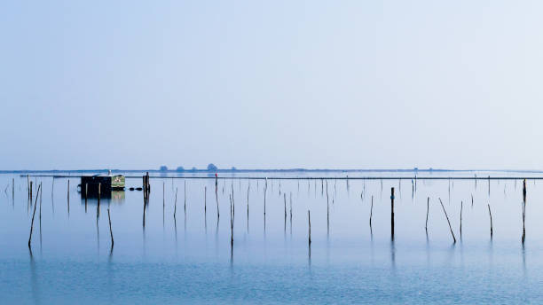 istock Shellfish farming from Po river lagoon, Italy 863342558