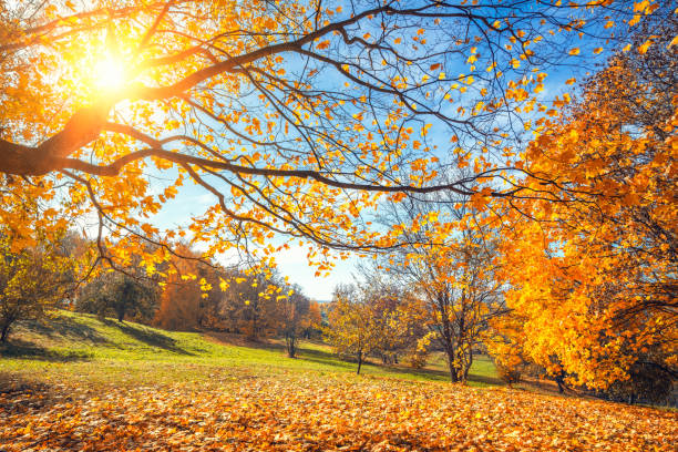 istock Sunny autumn in countryside 863342650