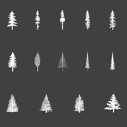 Set of vector Christmas Trees in a chalkboard style. Pine trees, Douglas Fir.