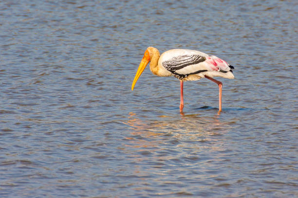 istock The painted stork, Sriska, Rajasthan 863348102