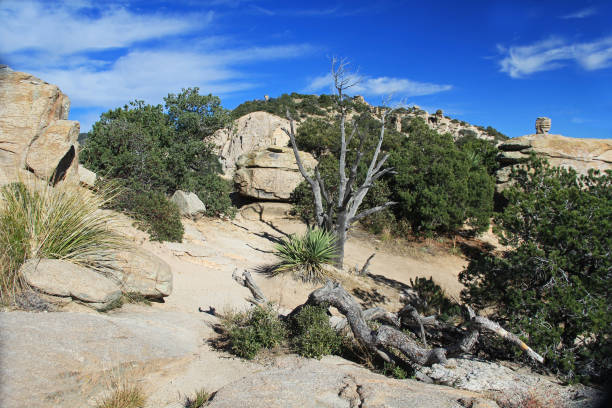 Weathered dead Tree, Windy Point on Mount Lemmon in Tucson, Arizona, USA in the Santa Catalina Mountains located in the Coronado National Forest with blue sky copy space.