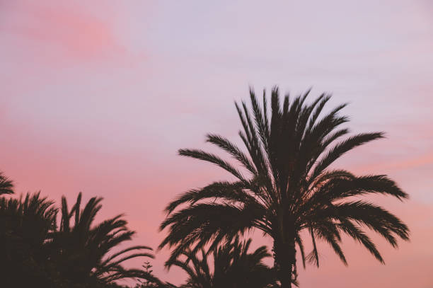 istock Palm tree silhouettes against colorful sunset sky 863348294