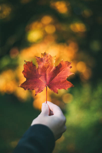 istock Female hand holding red maple leaf against colorful autumnal bokeh 863348794