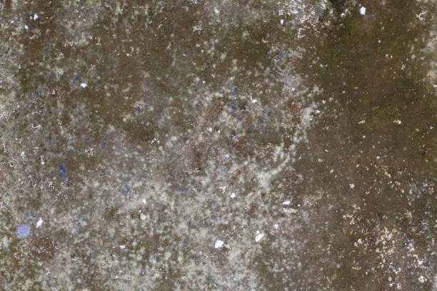 istock background of lichen on cement floor 863348822