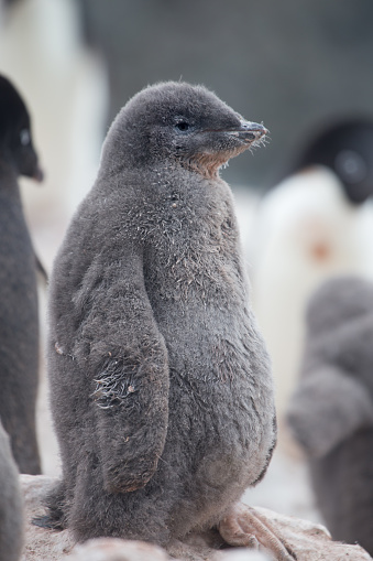 Adelie Penguin chick close up