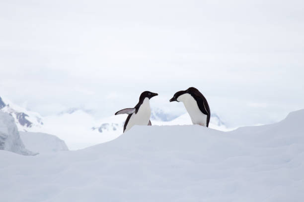 istock Two Adelie Penguins on top of an iceberg 863351630