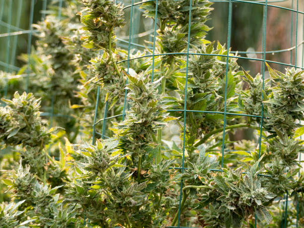 Marijuana Harvest Marijuana Harvest The Postive Method To Grow Cookies Kush Marijuana Strain
