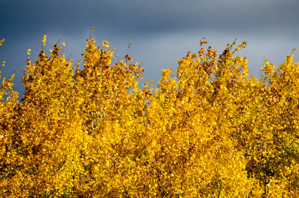 Trees covered in colorful leaves in autumn in the Assiniboine Forest, Winnipeg, Manitoba, Canada
