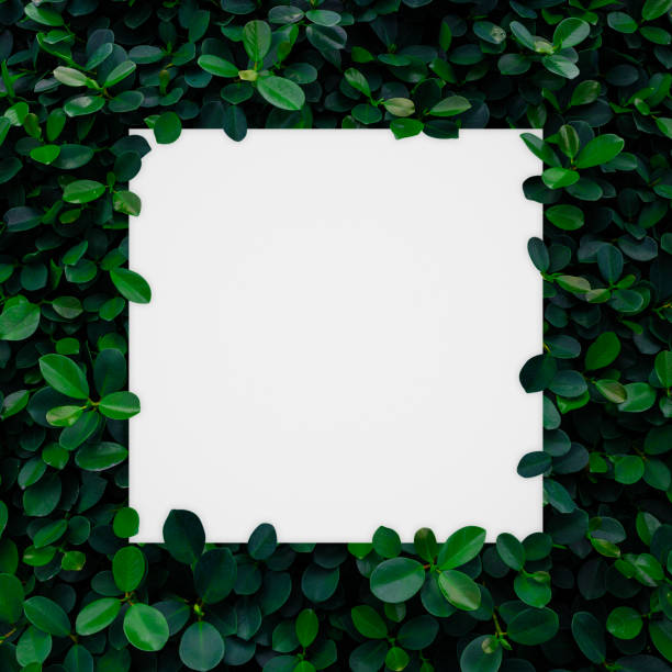 istock white paper frame on green leaves wall background 863358354