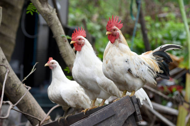 istock thai chicken stand on the old block wood 863361160