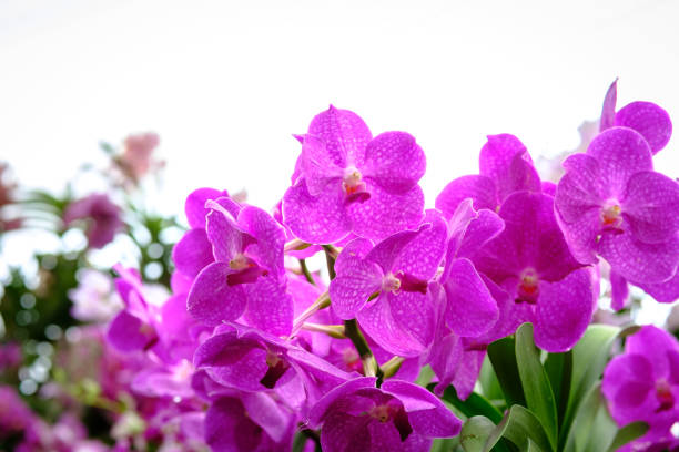 kuvapankkikuvat ja rojaltivapaat kuvat aiheesta kaunis orkideakukka ja vihreät lehdet tausta puutarhassa. orkideat lähietäisyydeltä, violetti vanda orkidea seinä sisustus sisustus - yellow vanilla flower with green leaves