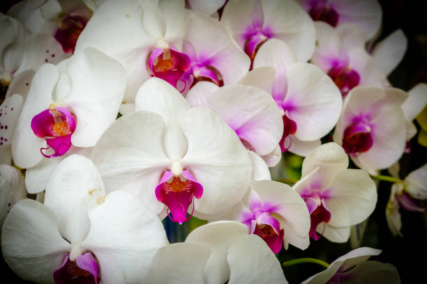 kuvapankkikuvat ja rojaltivapaat kuvat aiheesta kaunis orkideakukka ja vihreät lehdet tausta puutarhassa. orkideat lähietäisyydeltä, violetti vanda orkidea seinä sisustus sisustus - yellow vanilla flower with green leaves