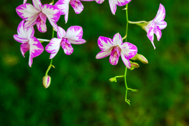 kuvapankkikuvat ja rojaltivapaat kuvat aiheesta kaunis orkideakukka ja vihreät lehdet tausta puutarhassa. värikäs orkidea kukka puutarhassa thaimaa - yellow vanilla flower with green leaves